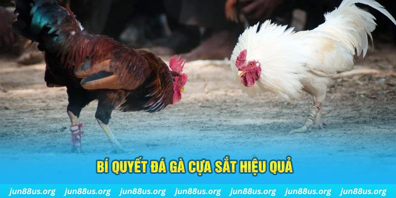 99vina đá gà cựa dao