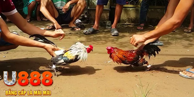 99vina đăng nhập mậu binh rút tiền nhanh