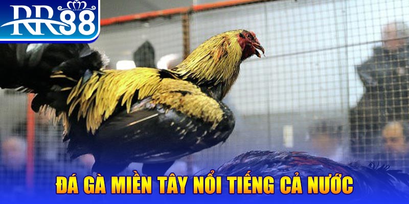 99vina gà chọi c1.com trực tiếp 888